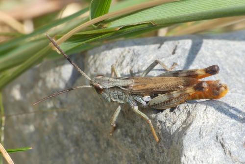 Réf. 291 202 : Chorthippus saulcyi moralesi